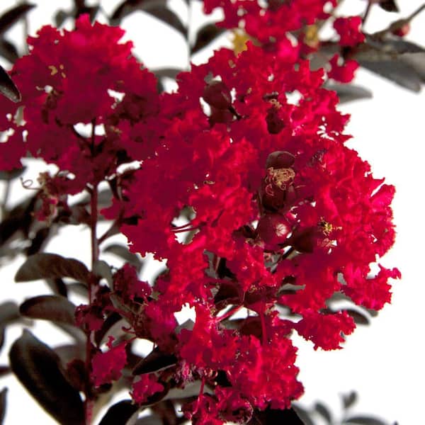 Southern Living Plant Collection 2 Gal. Delta Flame Crapemyrtle, Live Deciduous Shrub/Tree, Burgundy Foliage, Red Blooming