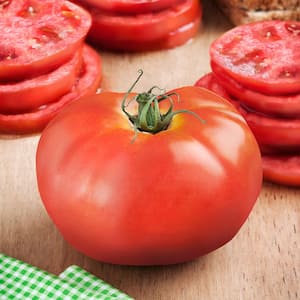 19 oz. BHN 602 Tomato Plant
