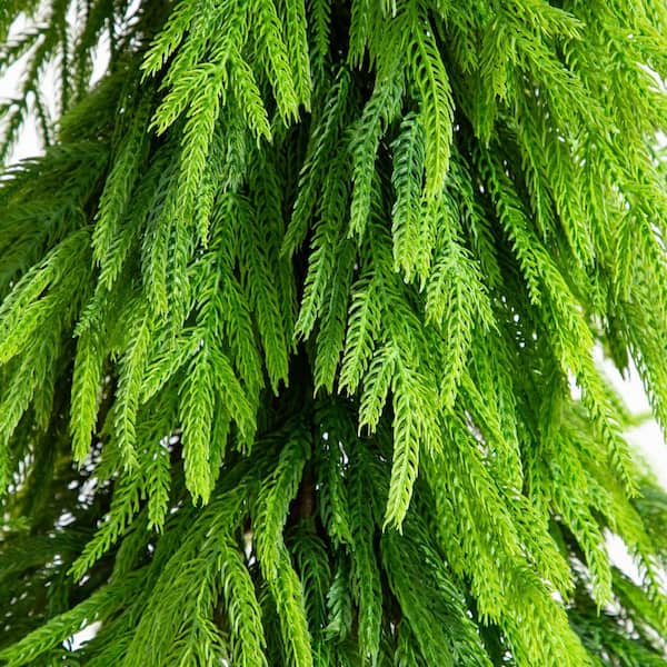 5 ft. Artificial Real Touch Down Swept Norfolk Pine Tree with Natural Look