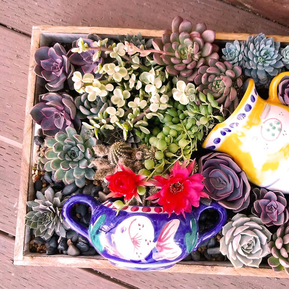 6-Pack Multicolor Mini Succulents in Plastic Pots for Indoor/Outdoor Decor