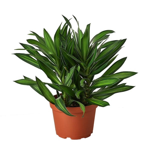 PPC INTERNATIONAL LLC Song of Jamaica (Dracaena) Plant in 6 in. Grower ...