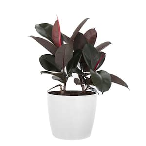 Burgundy Rubber Plant Live Ficus Elastica Indoor Outdoor Plant in 10 inch Premium Sustainable Ecopots Pure White Pot