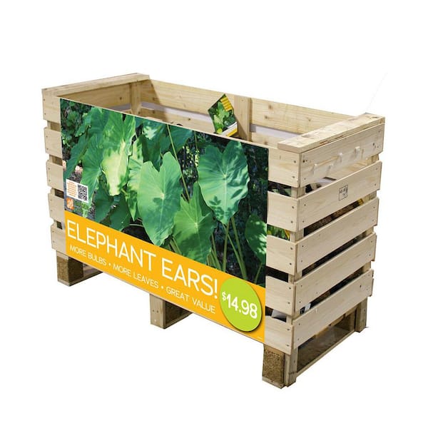 VAN ZYVERDEN 18 Plus Elephant Ear Bulb Display