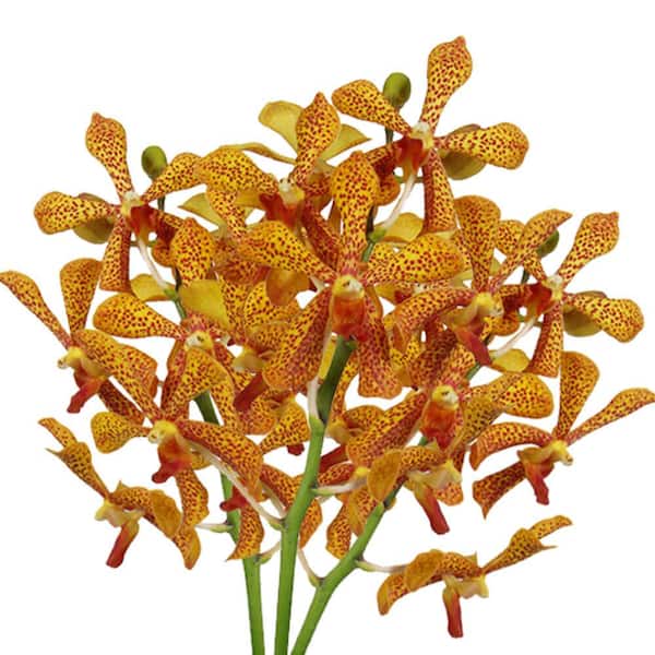 Globalrose 20 Pannee Mokara Orchid Flowers Fresh Flower Delivery