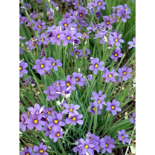 1 Qt. VIGORO Perennial Sisyrinchium Plant