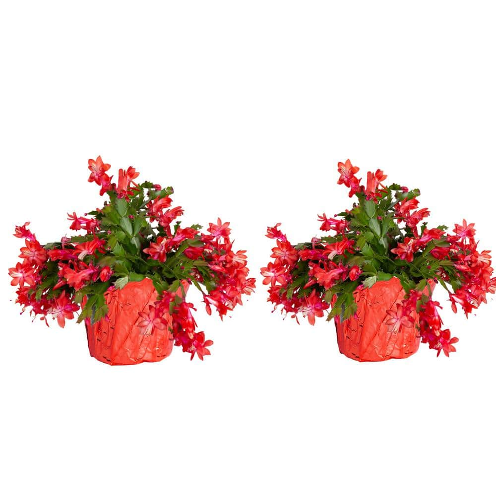 Reviews For Costa Farms Grower S Choice Indoor Holiday Cactus In In