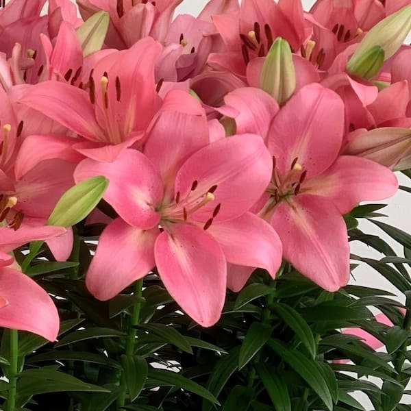 LILY s-l1200.jpg