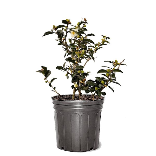 Unbranded 3 gal. Snow on the Mountain Sasanqua Camellia with White Blossoms