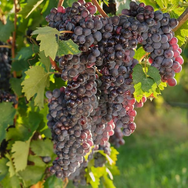 VAN ZYVERDEN Grapes Thomcord Seedless Plants (3-Pack) 11425 - The