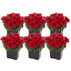 1 Pt. Red Petunia Flowers in Grower's Pot (6-Pack)
