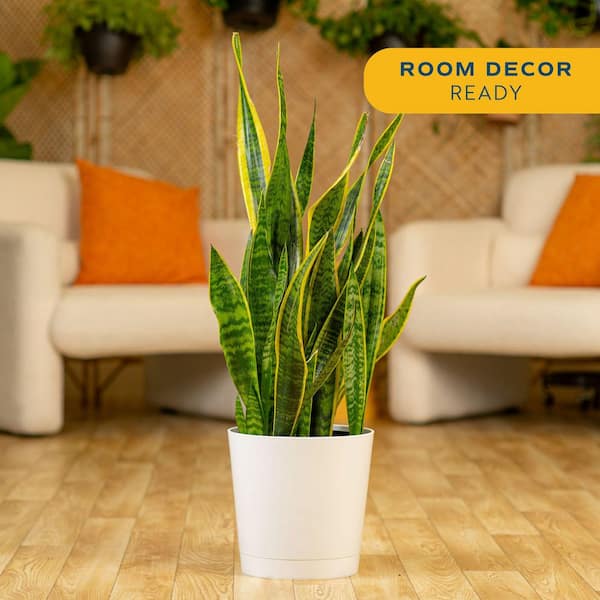 Costa Farms Grower's Choice Sansevieria Indoor Snake Plant in 10 in. Decor Pot, Avg. Shipping Height 1-2 ft. Tall