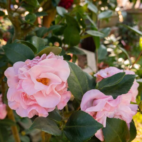 national PLANT NETWORK 1 gal. High Fragrance Camellia Japonica