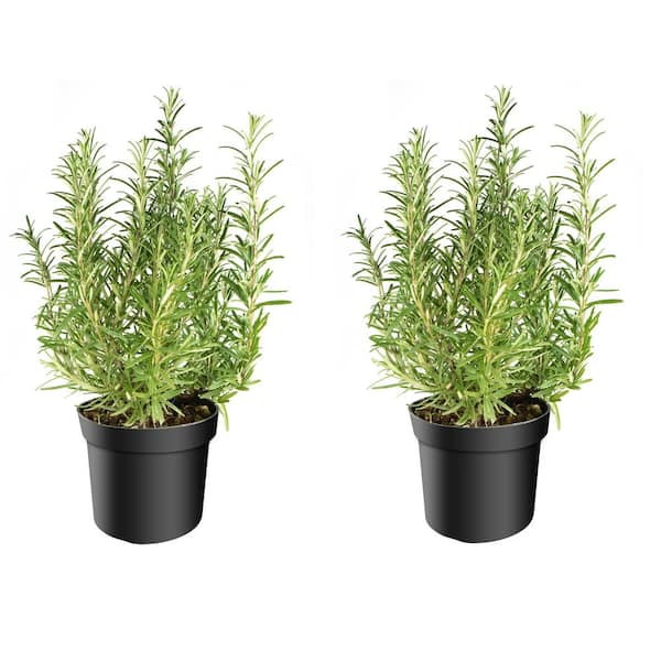 1 gal Tuscan Blue Rosemary Shrub (2-Pack)