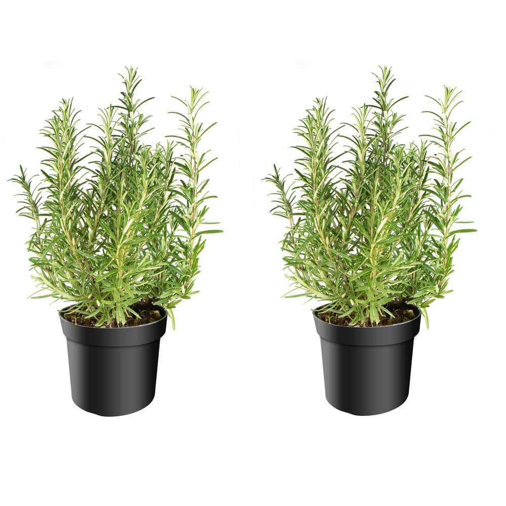 1 gal Tuscan Blue Rosemary Shrub (2-Pack)