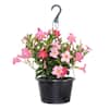 United Nursery Premium 10 in. Hanging Basket 20 in. to 22 in. Tall Mandevilla Pink Blooming Flower Live Outdoor Plant 29869