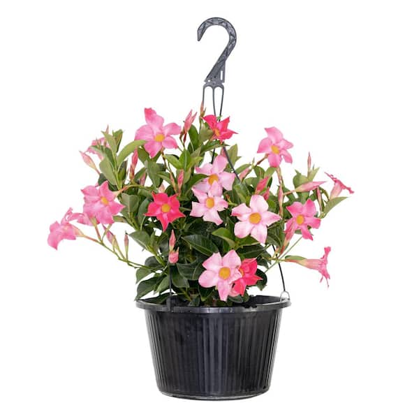 United Nursery Premium 10 in. Hanging Basket 20 in. to 22 in. Tall Mandevilla Pink Blooming Flower Live Outdoor Plant