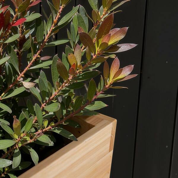 Dovelina 10 in. L x 10 in. W x 24 in. H Novelty Natural Wood