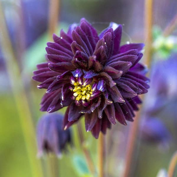 DIRECT GARDENING Black Barlow Purple Flowering Columbine Dormant Bare ...