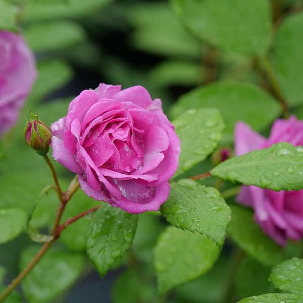 PROVEN WINNERS 1 Gal., Rise Up Lilac Days Rose (Rosa), Live Plant
