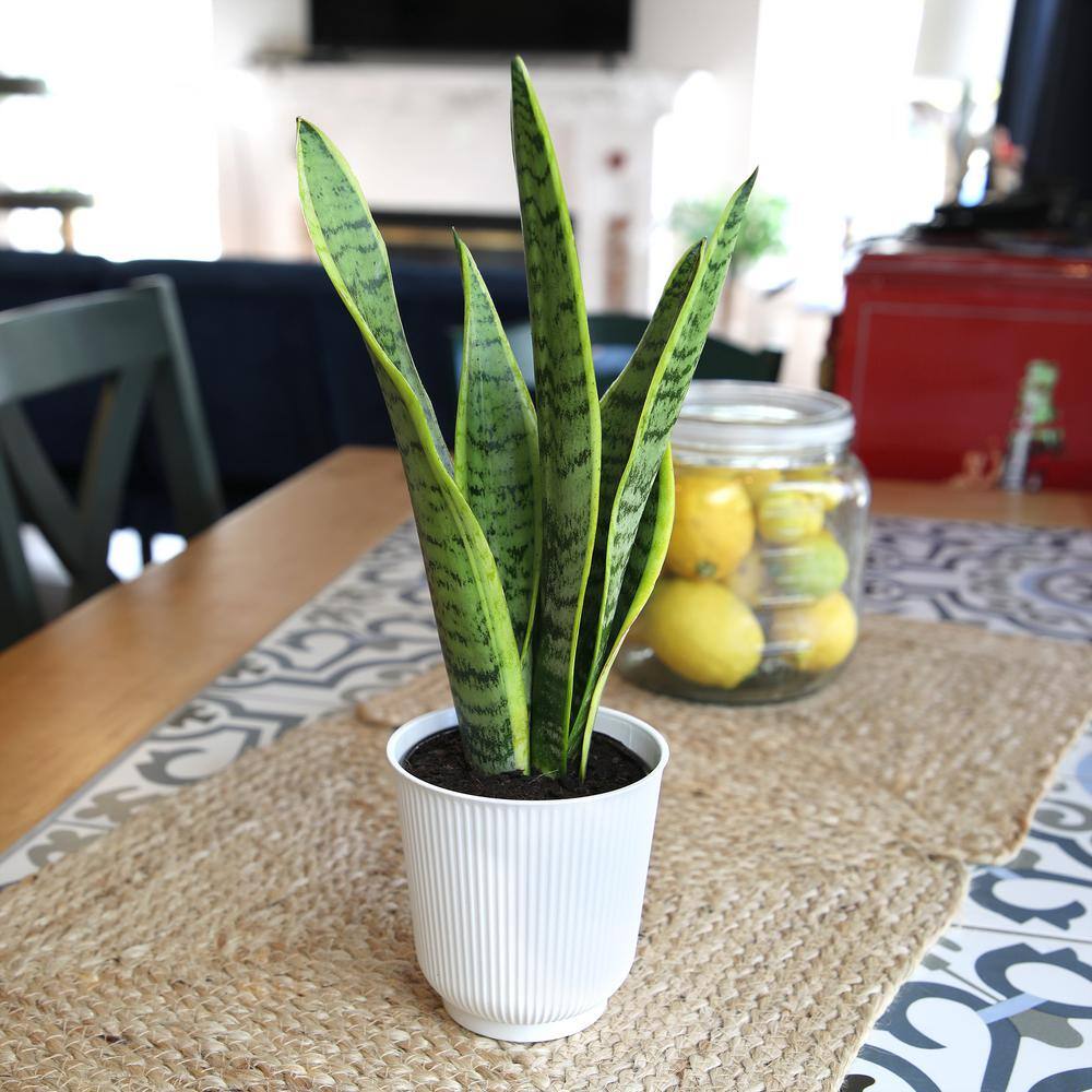 Large Green Snake Plant in White Planter