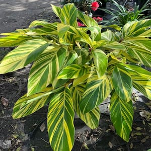 3 Gal. Variegated Shell Ginger Shrub in a 10 in. Black Nursery Pot