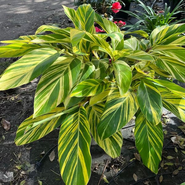 OnlinePlantCenter 3 Gal. Variegated Shell Ginger Shrub in a 10 in. Black Nursery Pot