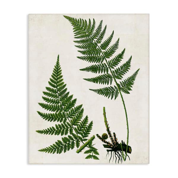 Stupell Industries Two Ferns Nature Study by Susan Arnot Unframed Nature Graphic Art Print 40 in. x 30 in.