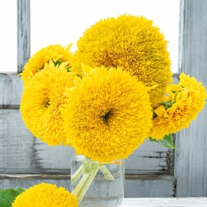 Golden Bear Sunflower Seeds (25-Seed Packet)
