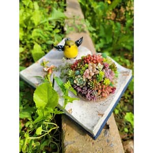 Succulent Plants Collection Flowers with Book Style Decorative Base