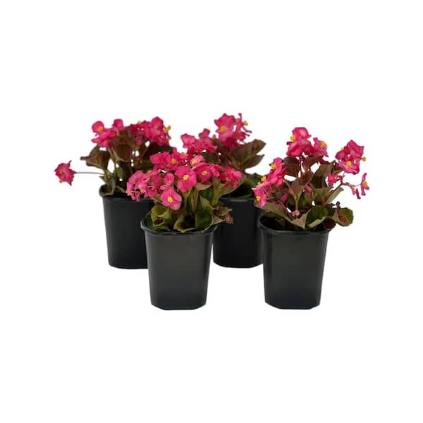 Pure Beauty Farms 1.38 Pt.  Begonia Bronze Leaf Pink Flower in 4.5 In. Grower's Pot (4-Plants)