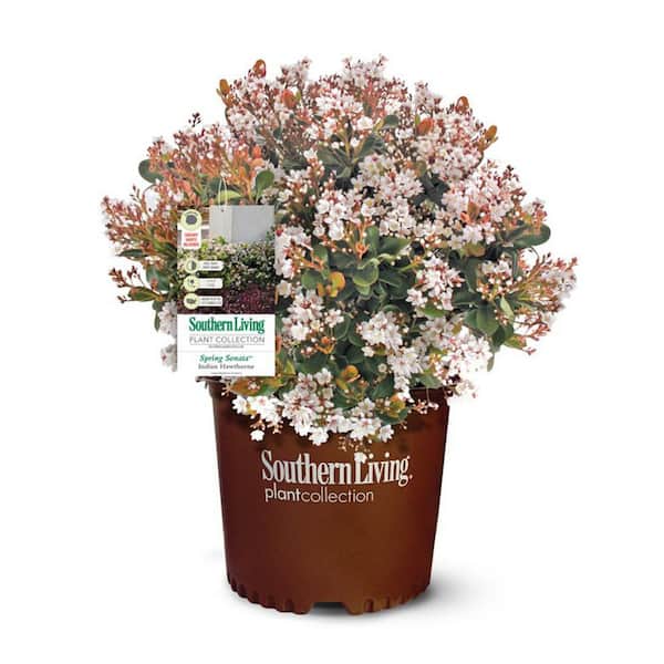 2 Gal. Spring Sonata Indian Hawthorn (Raphiolepis Indica) Live Evergreen Shrub with White Flower Clusters in Spring