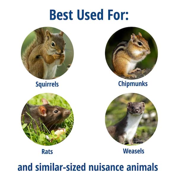 Trapping Chipmunks - A-Z Animals