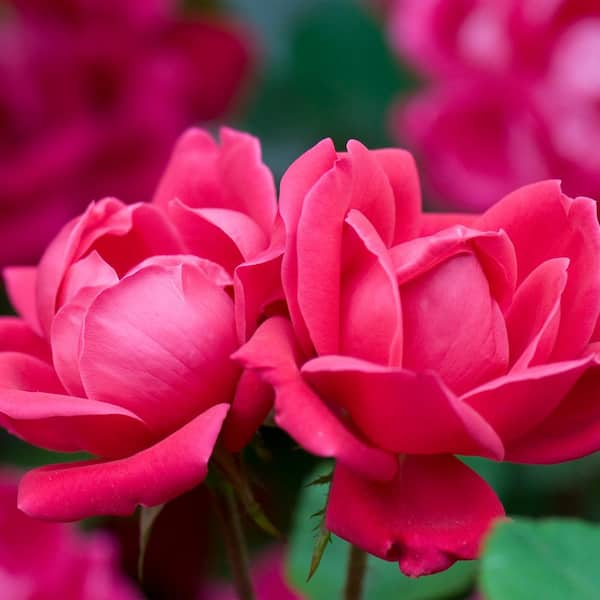 2 Gal. Red Double Knock Out Rose Bush with Red Flowers