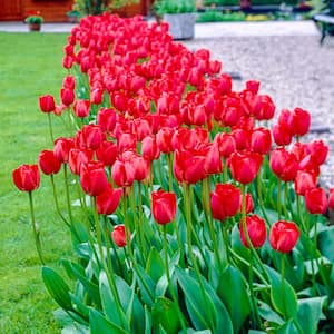 Kingsblood Tulip Bulbs (100-Pack)