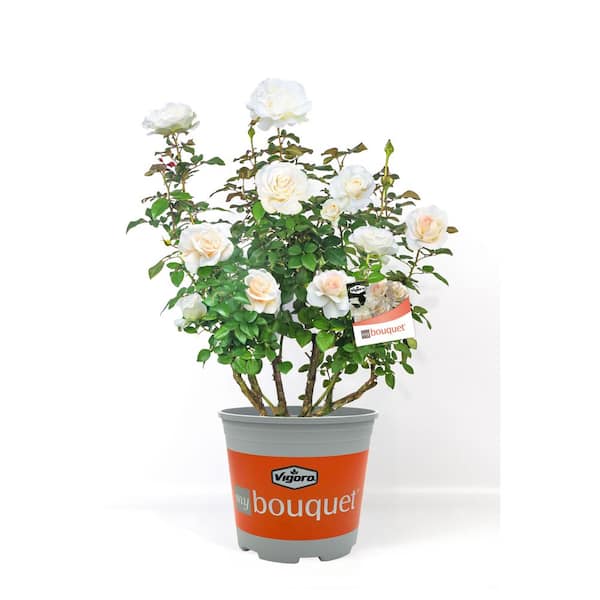 2 Gal. Shirley's Bouquet Rose with White Flowers