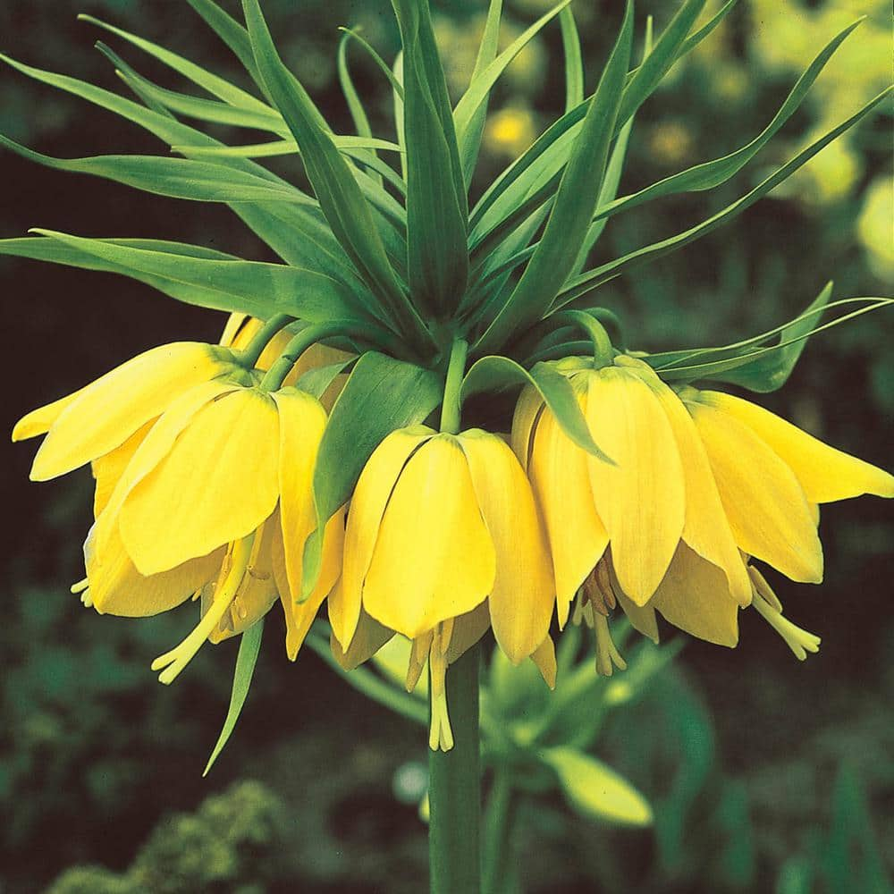 yellow Pack of 1 Fritillaria 'Lutea' Bulb Crown Imperial Fritillary ...