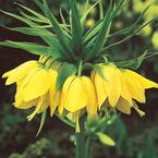 Breck's Yellow Crown Imperial (Fritillaria) Bulbs (3-Pack) 88374 - The ...