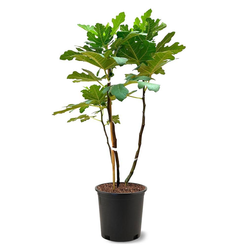 5 Gal. Celestial Fig Tree