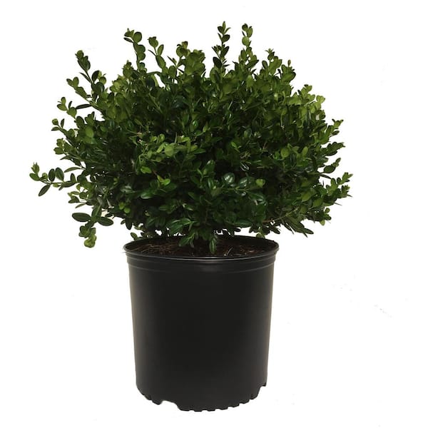 Unbranded 3 Gal. Boxwood (Buxus) Winter Gem Shrub