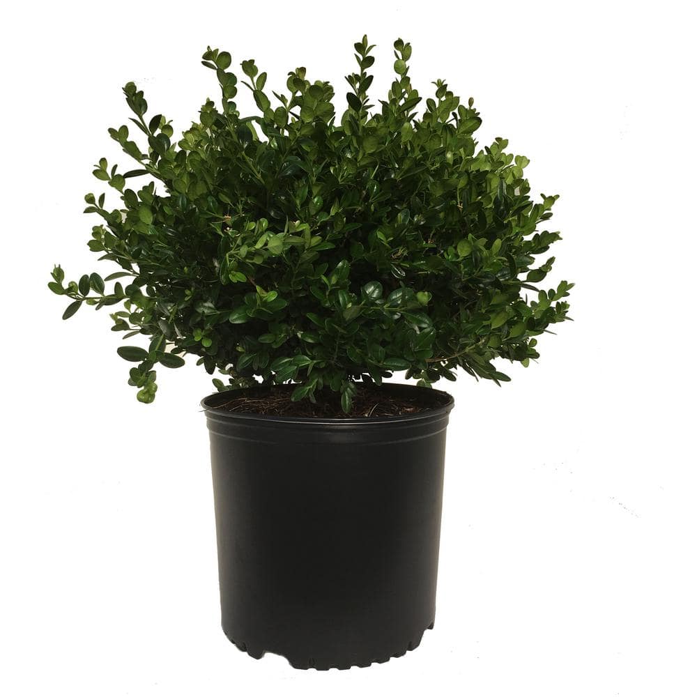 3 Gal. Boxwood (Buxus) Winter Gem Shrub 12840 - The Home Depot