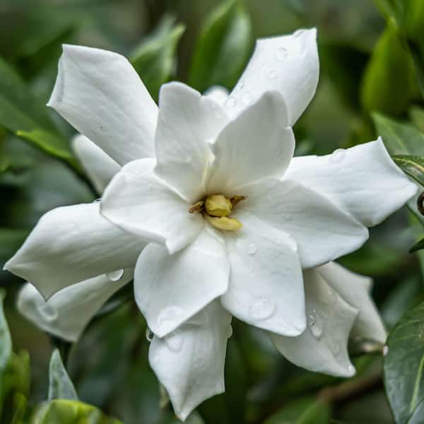 2.5 Gal - Frost Proof Gardenia, Live Evergreen Shrub, White Fragrant Blooms