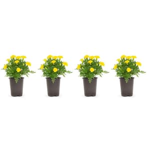1.38 Pt. Marigold Plant Yellow Flower in 4.5 In. Grower's Pot (4-Plants)
