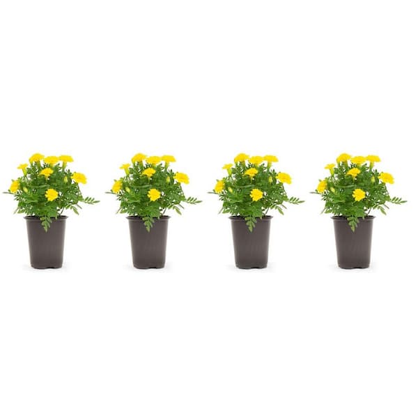 Pure Beauty Farms 1.38 Pt. Marigold Plant Yellow Flower in 4.5 In. Grower's Pot (4-Plants)