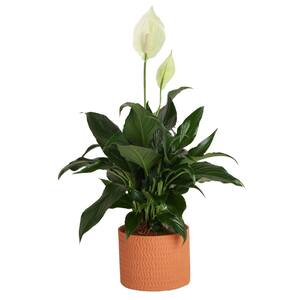 Spathiphyllum 'Diamant' - Plante D'intérieur Purificatrice D'air - Feuillage Vert Et Blanc - Pot 12 Cm - 40-50 Cm