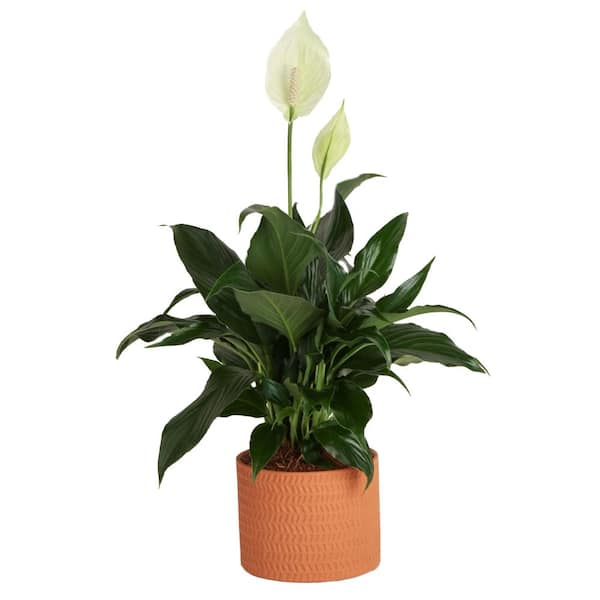 Costa Farms Spathiphyllum Peace Lily Indoor Plant in 6 in. Premium Ceramic Pot, Avg. Shipping Height 1-2 ft. in. Tall