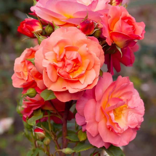 Bareroot Livin' Easy Rose Plant with Apricot-Coral Flowers (2-Pack)