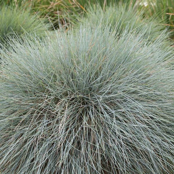 2.5 Qt. Beyond Blue Festuca, Live Evergreen Grass, Intense Powder Blue Foliage