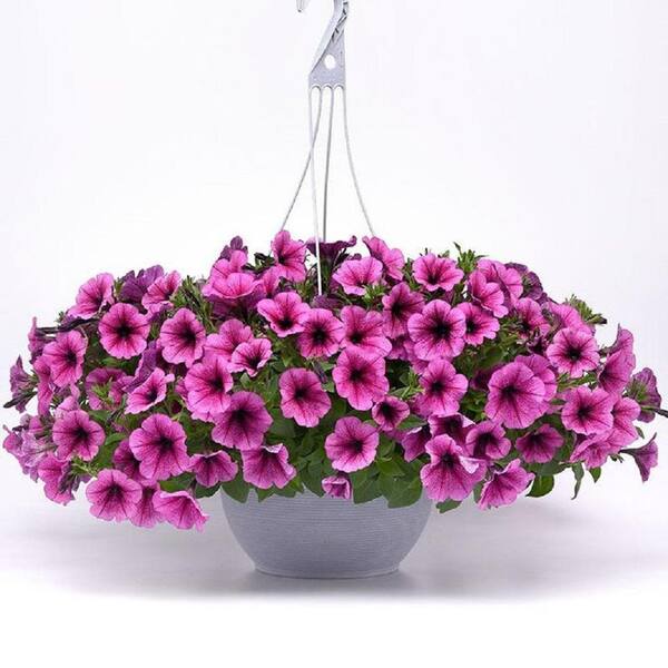 EASY WAVE 10 In. Rose Fusion Easy Wave Petunia Annual Live Plant with Rose Pink Flowers in Hanging Basket