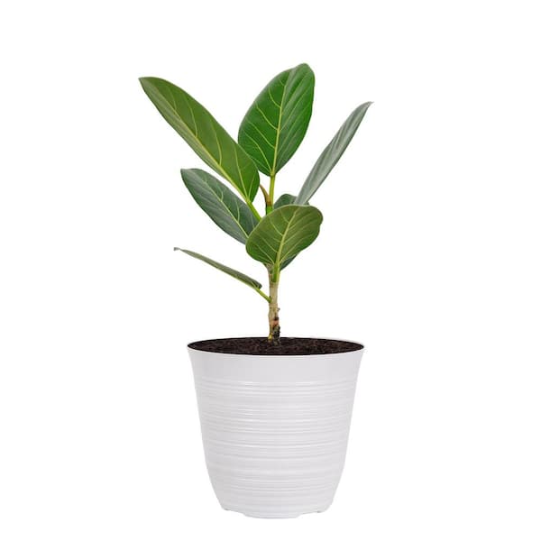 Ficus Audrey Plant in 6 inch White Decor Pot