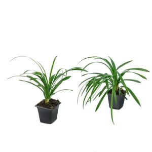 4 in. Big Blue Liriope Plant with Purple Blooms (6-Piece)